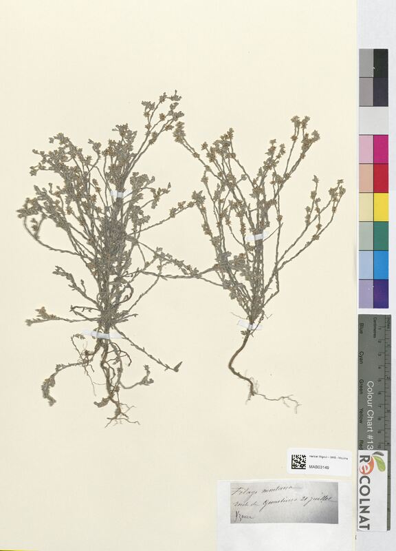 Filago montana (Asteraceae)