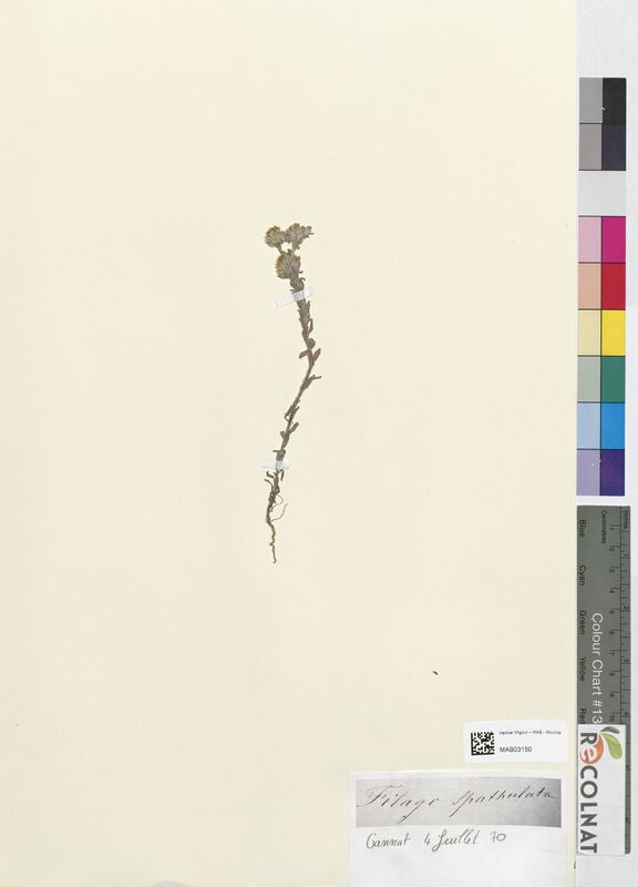 Filago spathulata (Asteraceae)