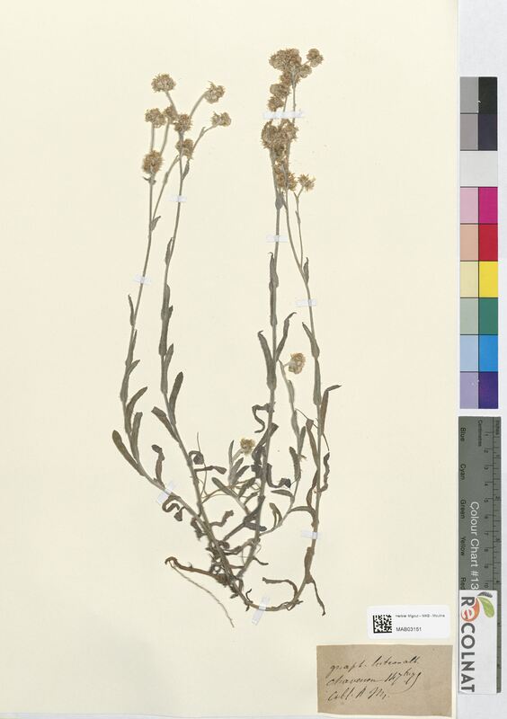 Gnaphalium luteo album (Asteraceae)