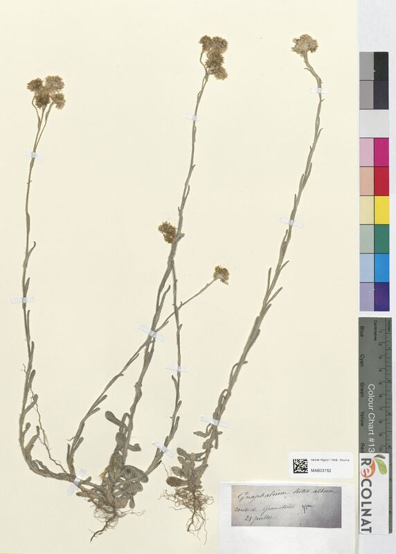 Gnaphalium luteo album (Asteraceae)