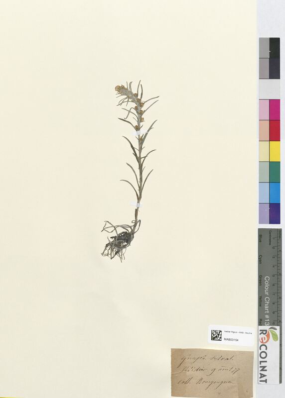 Gnaphalium sylvaticum (Asteraceae)