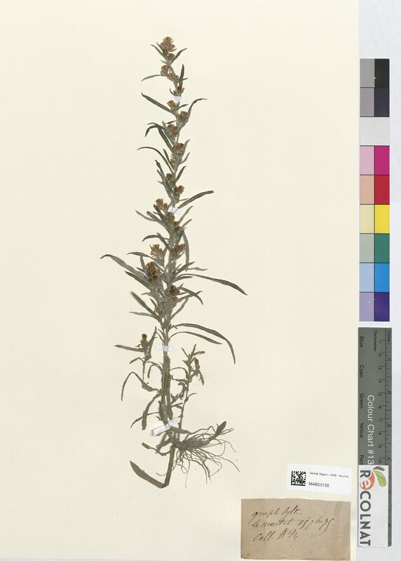 Gnaphalium sylvaticum (Asteraceae)