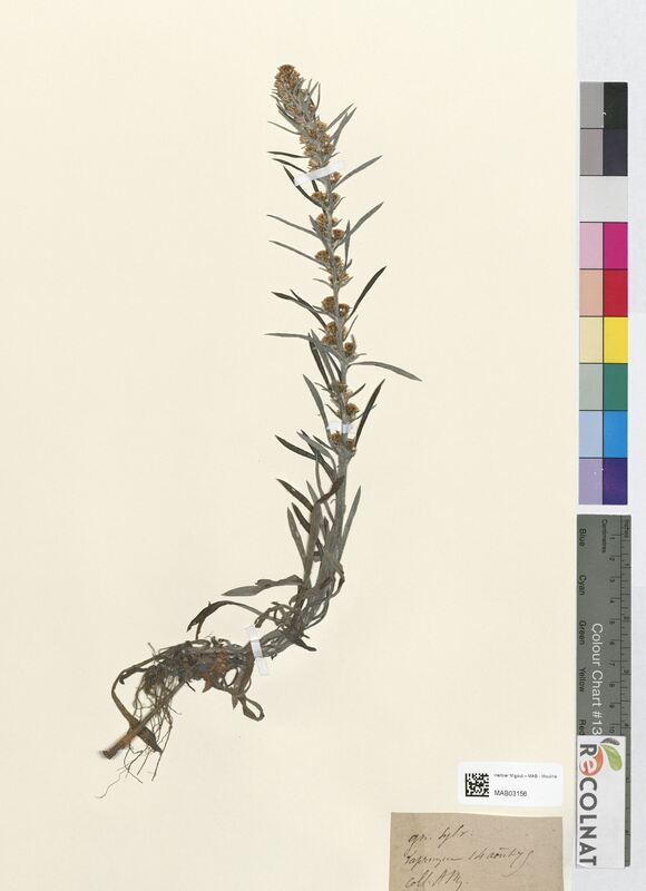 Gnaphalium sylvaticum (Asteraceae)