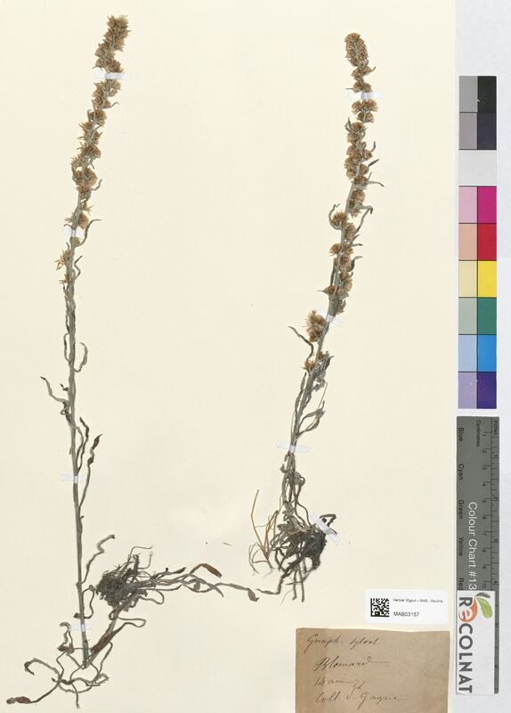 Gnaphalium sylvaticum (Asteraceae)