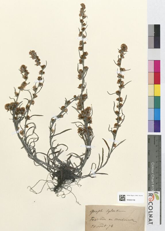 Gnaphalium sylvaticum (Asteraceae)