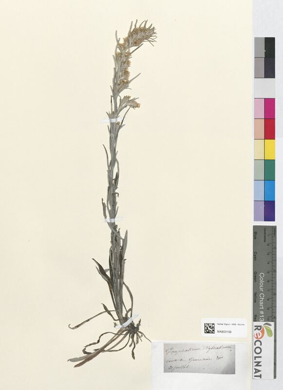 Gnaphalium sylvaticum (Asteraceae)