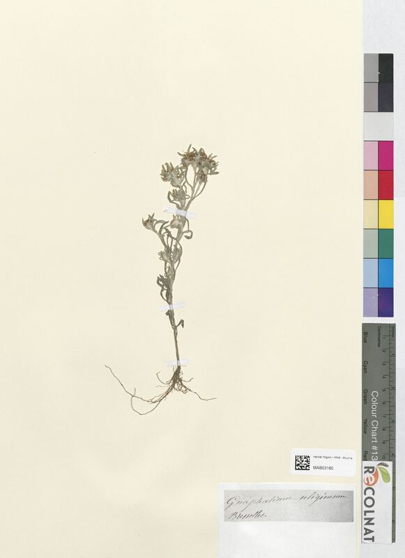 Gnaphalium uliginosum (Asteraceae)