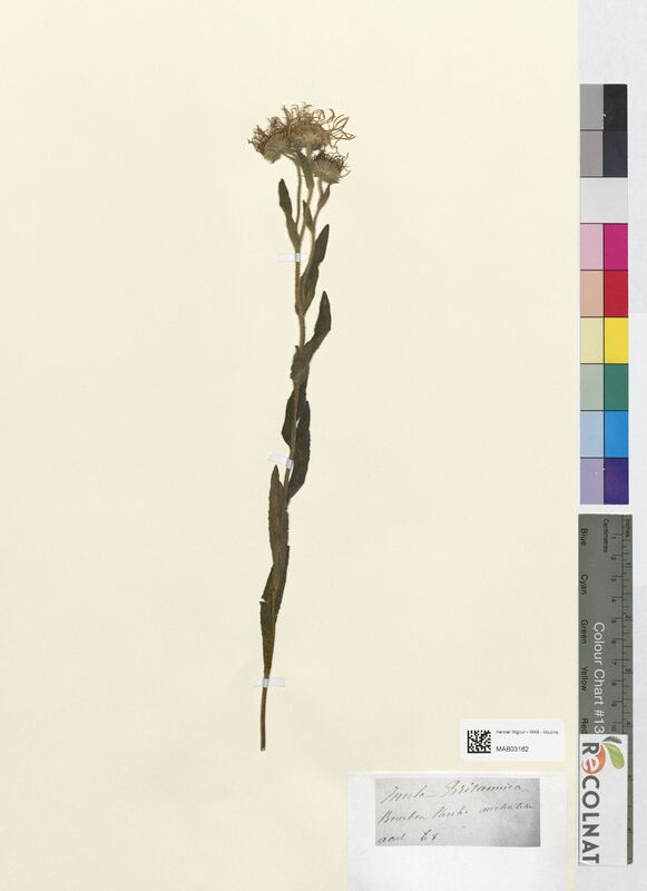 Inula britannica (Asteraceae)