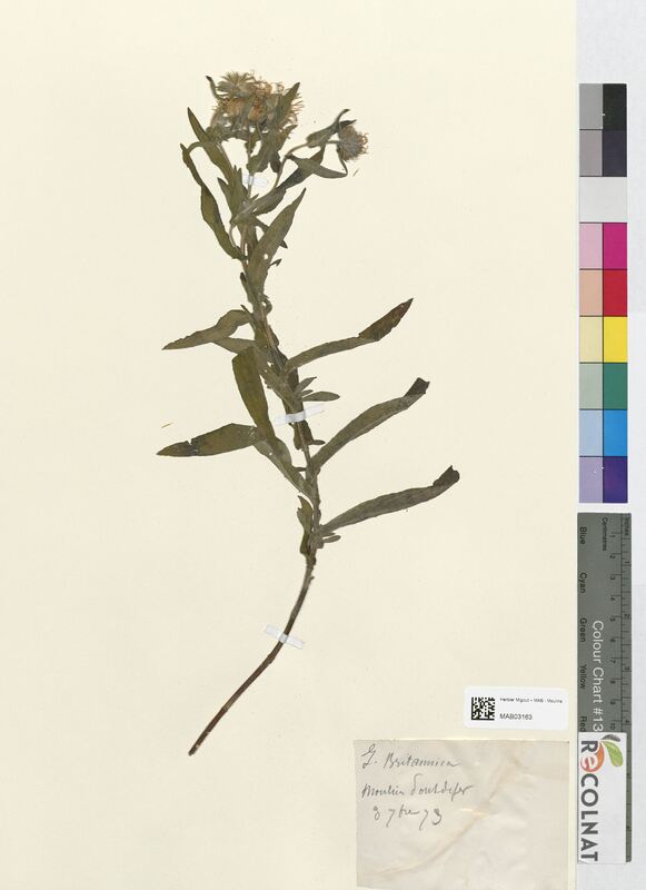 Inula britannica (Asteraceae)