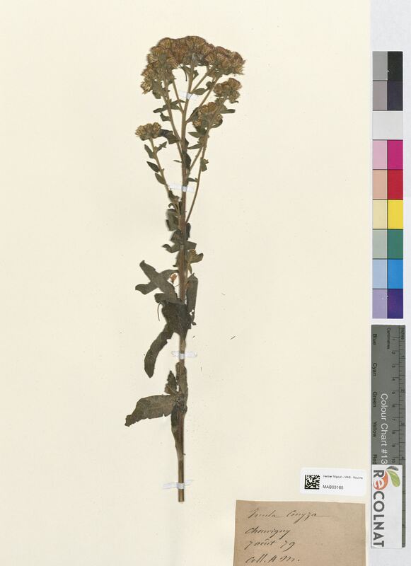 Inula conyza (Asteraceae)