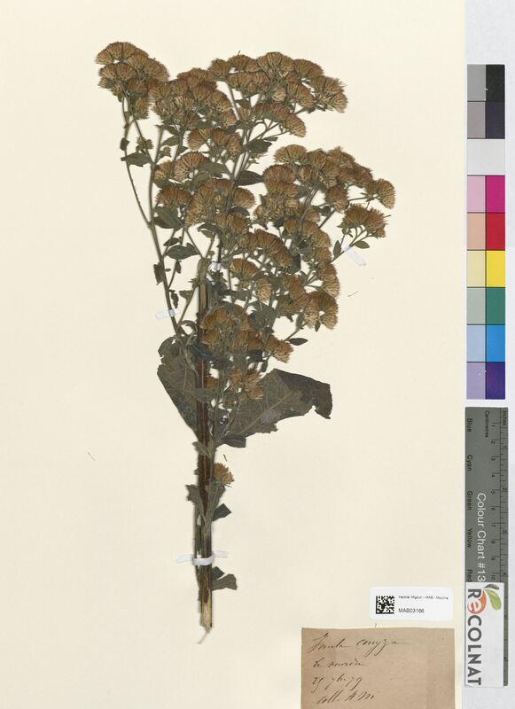 Inula conyza (Asteraceae)