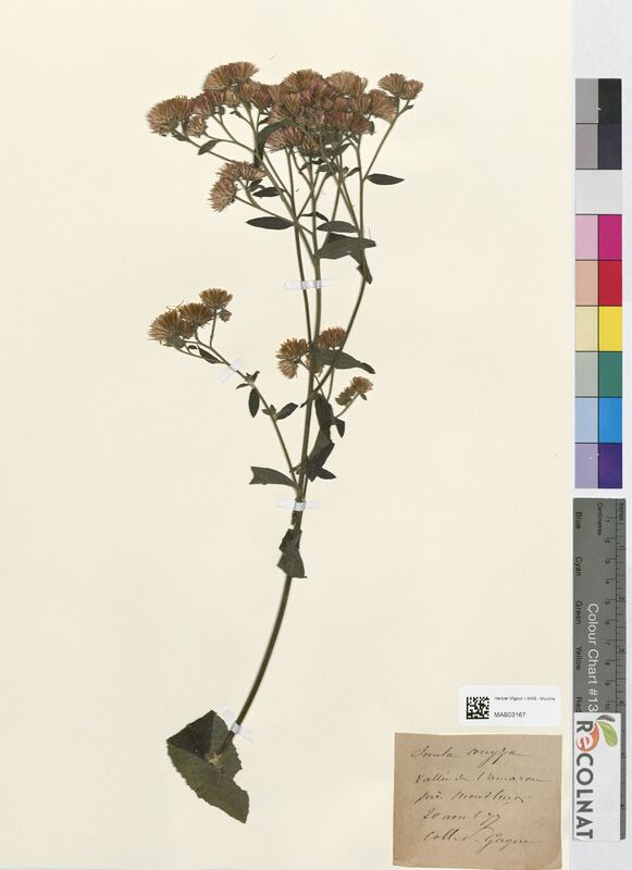 Inula conyza (Asteraceae)