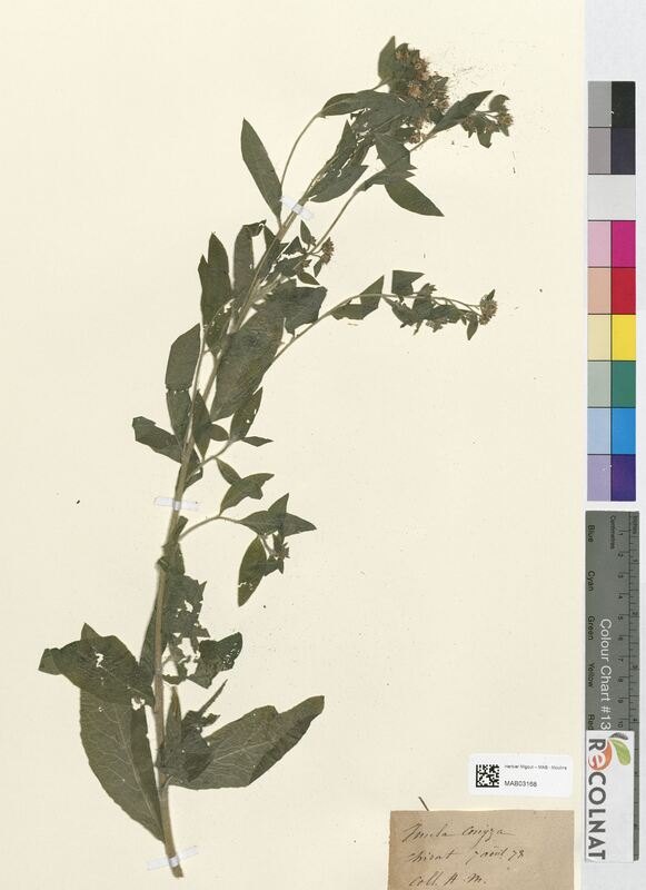 Inula conyza (Asteraceae)