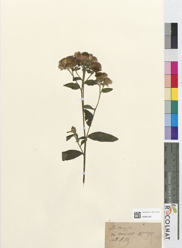 Inula conyza (Asteraceae)