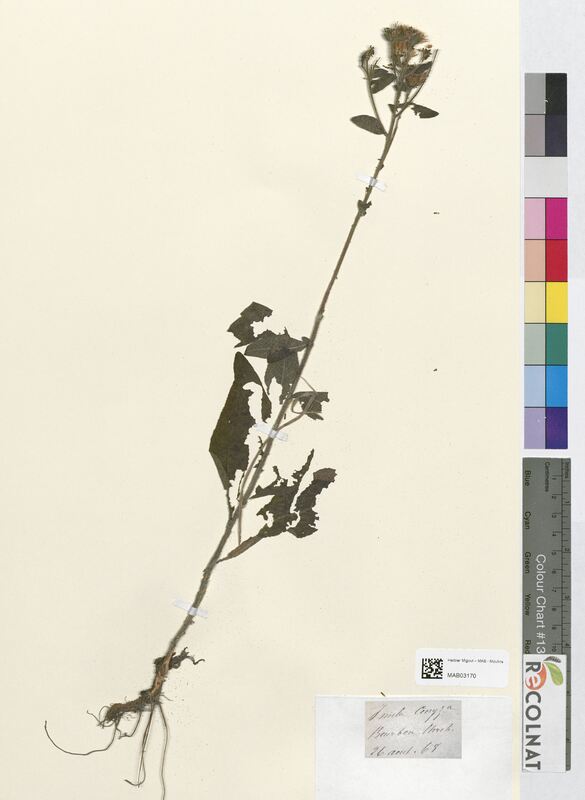 Inula conyza (Asteraceae)