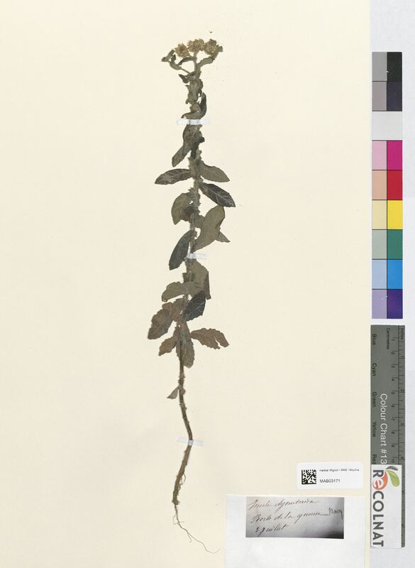 Inula dysenterica (Asteraceae)