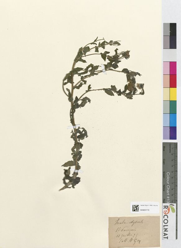 Inula dysenterica (Asteraceae)