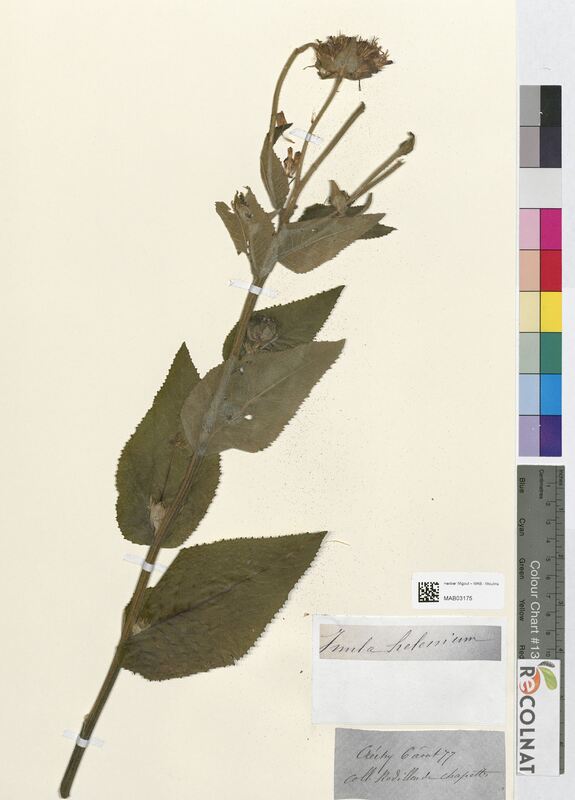 Inula helenium (Asteraceae)