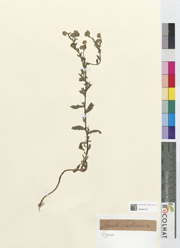 Inula pulicaria (Asteraceae)