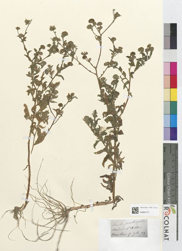 Inula pulicaria (Asteraceae)