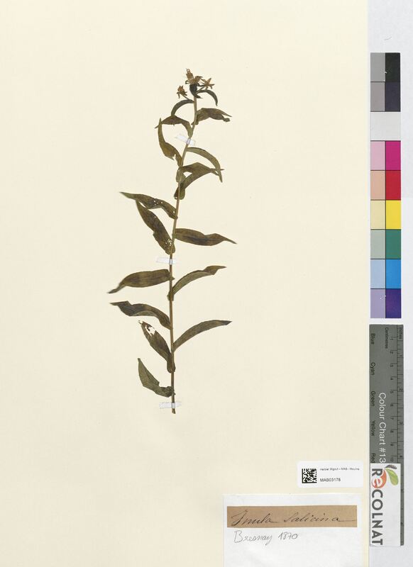 Inula salicina (Asteraceae)