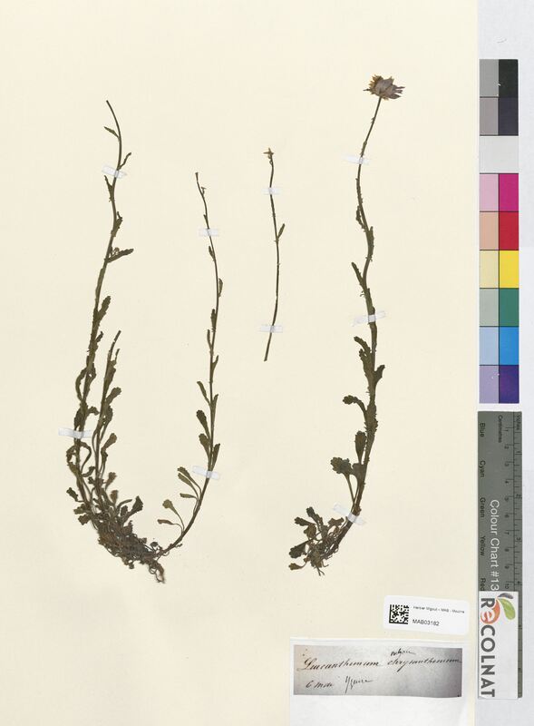 Leucanthemum vulgare (Asteraceae)