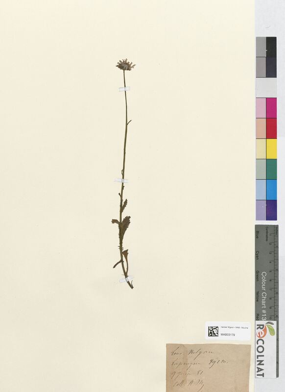 Leucanthemum vulgare (Asteraceae)