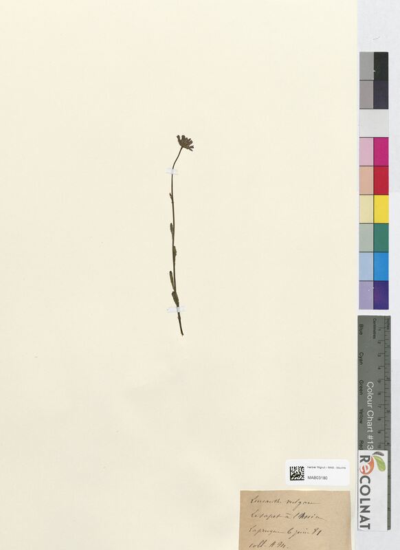 Leucanthemum vulgare (Asteraceae)