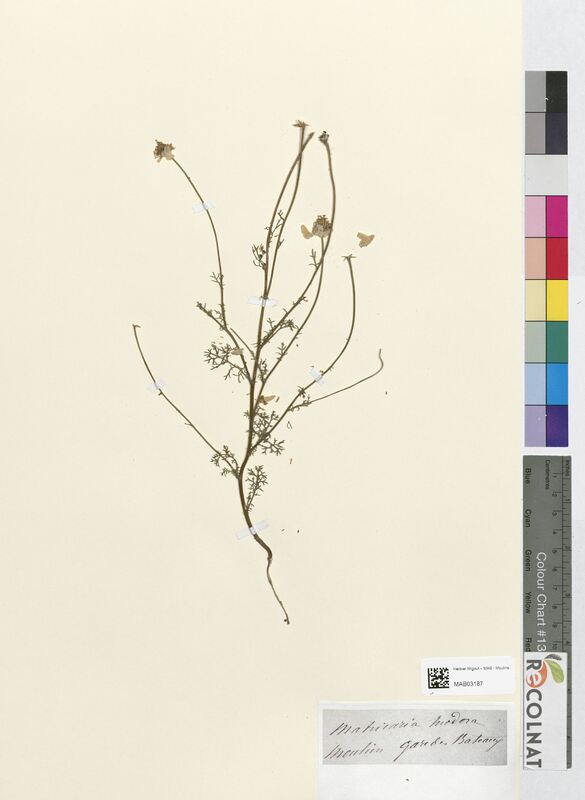 Matricaria inodora (Asteraceae)