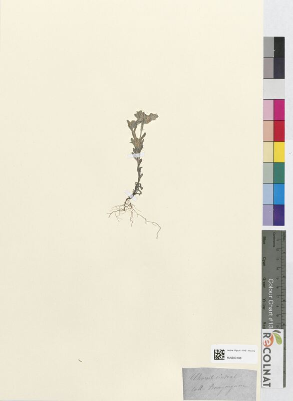 Micropus erectus (Asteraceae)