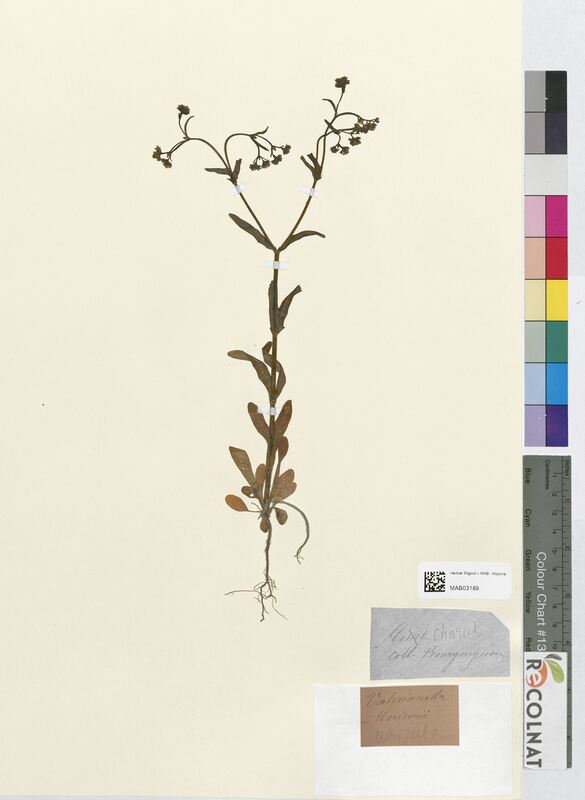 Valerianella auricula (Corymbiferes)