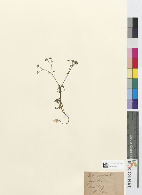 Valerianella auricula (Corymbiferes)