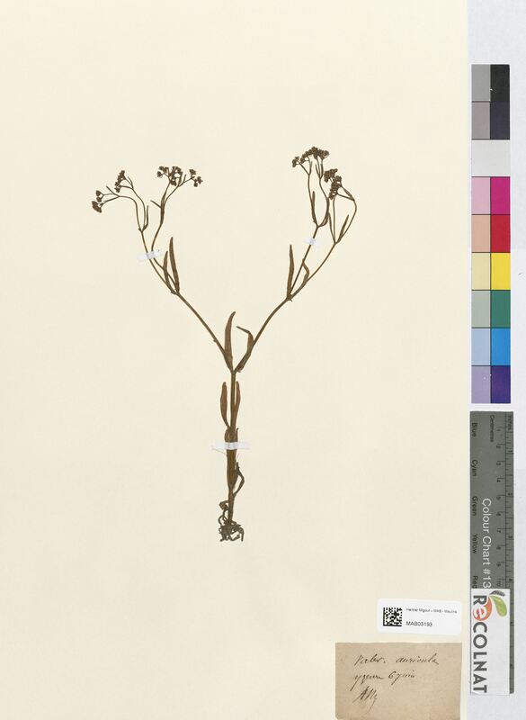 Valerianella auricula (Corymbiferes)