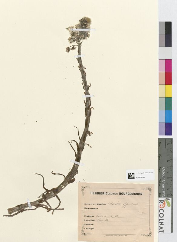 Petasites officinalis (Asteraceae)