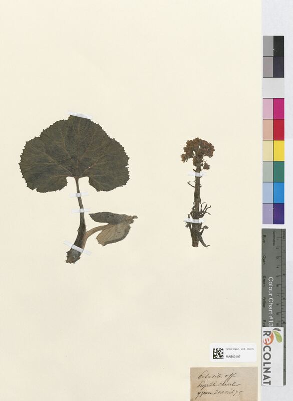 Petasites officinalis (Asteraceae)