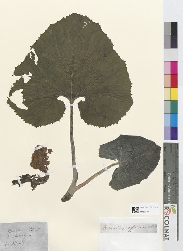 Petasites officinalis (Asteraceae)