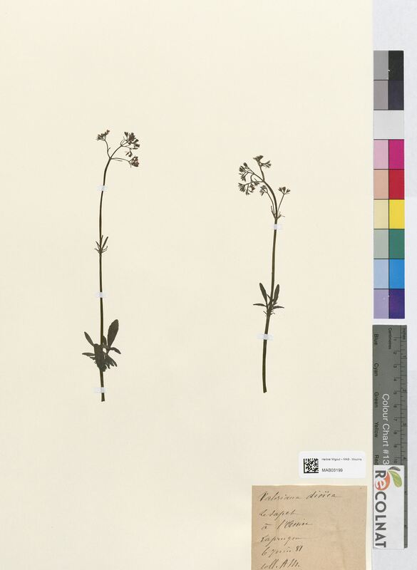 Valeriana dioica (Valerianaceae)