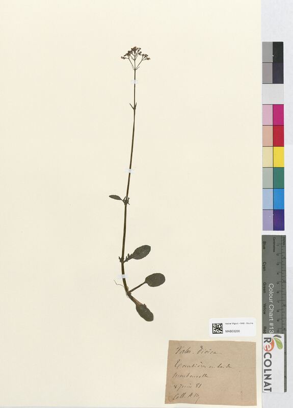 Valeriana dioica (Valerianaceae)