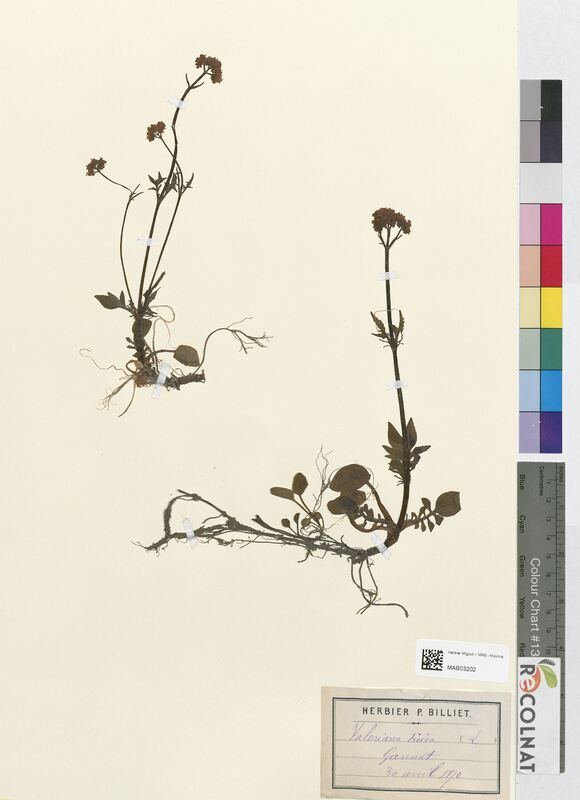 Valeriana dioica (Valerianaceae)