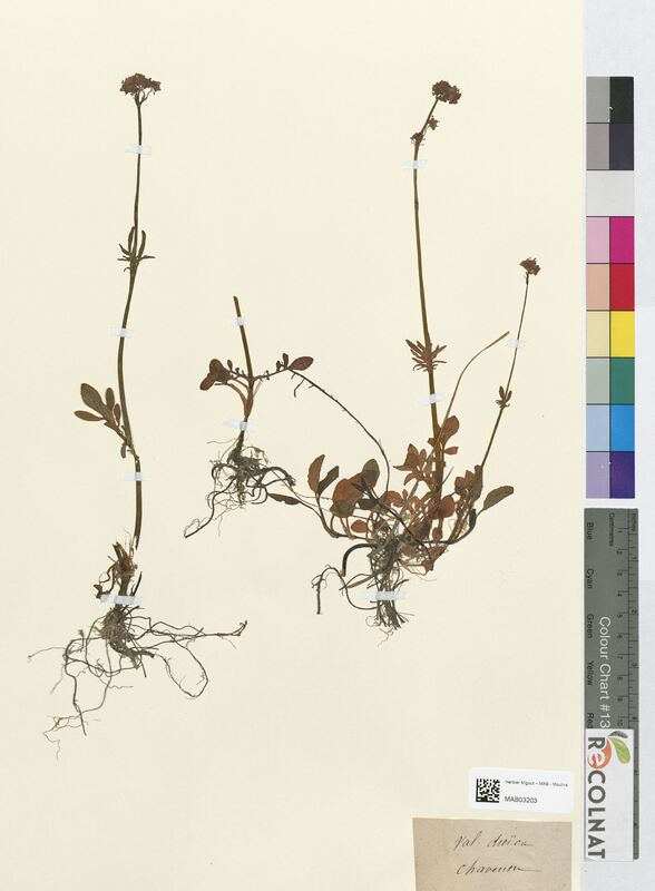 Valeriana dioica (Valerianaceae)