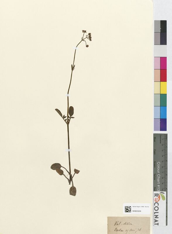 Valeriana dioica (Valerianaceae)