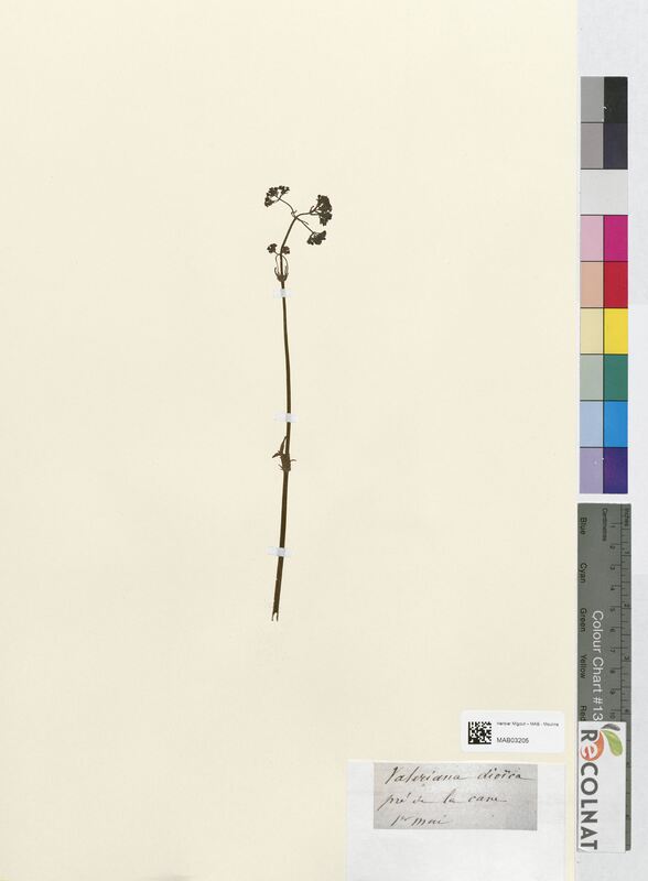 Valeriana dioica (Valerianaceae)