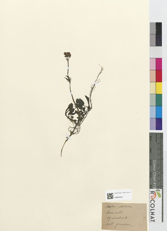 Valeriana dioica (Valerianaceae)