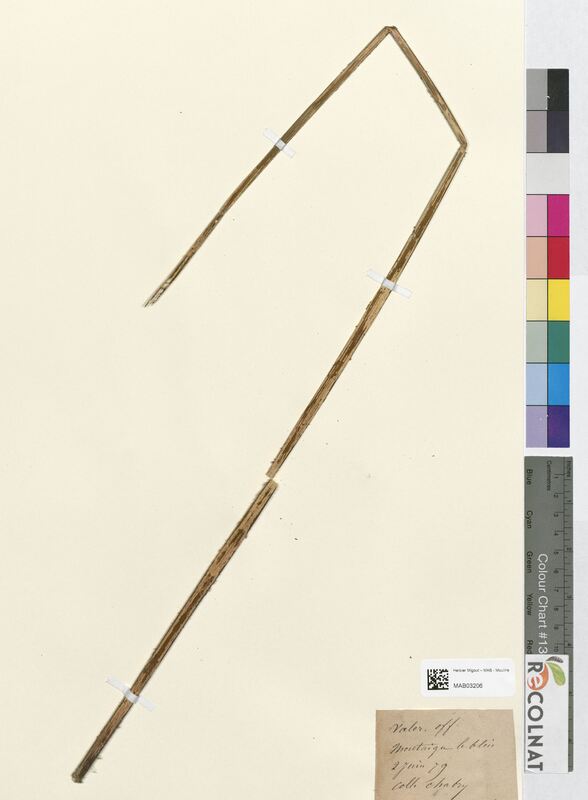 Valeriana officinalis (Valerianaceae)