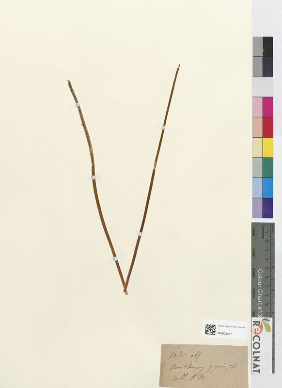 Valeriana officinalis (Valerianaceae)