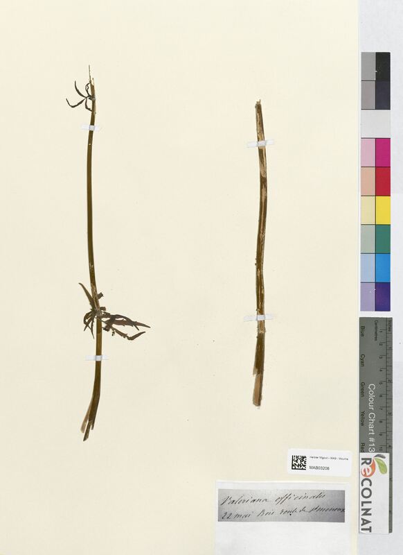 Valeriana officinalis (Valerianaceae)