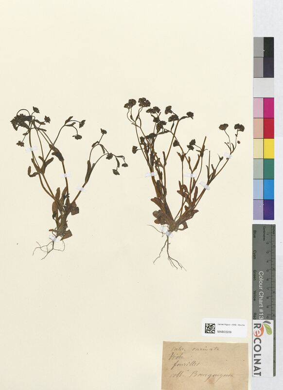 Valerianella carinata (Valerianaceae)