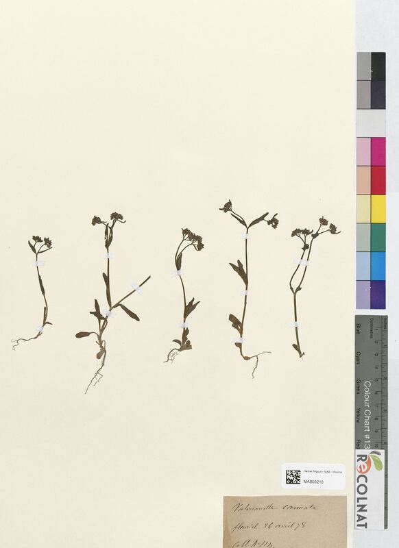 Valerianella carinata (Valerianaceae)