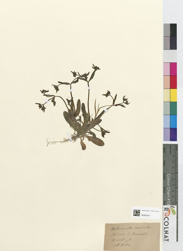 Valerianella carinata (Valerianaceae)