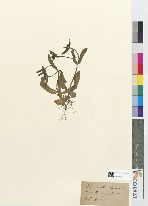 Valerianella carinata (Valerianaceae)